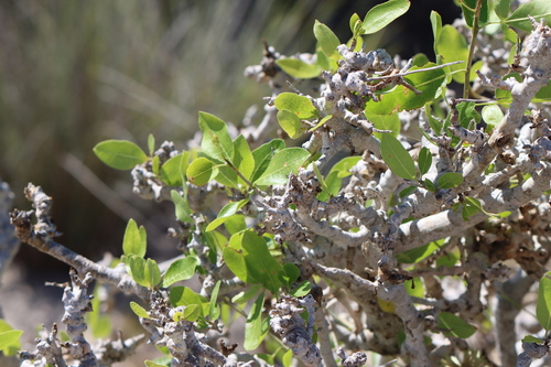 Commiphora lamii