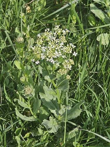 Heart-podded Hoary Cress