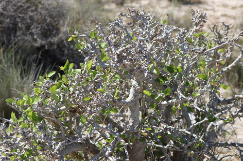 Commiphora lamii
