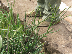 Sansevieria trifasciata