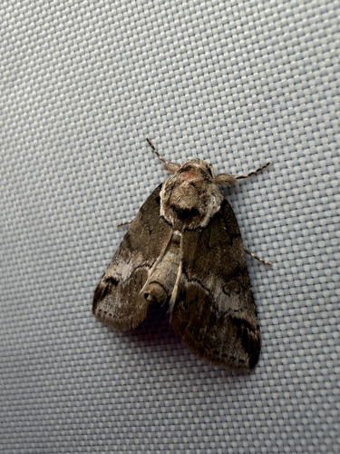 Small Baileya Moth photo 3