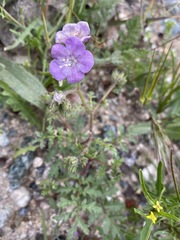 Phacelia vallis-mortae