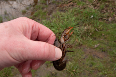 Lacunicambarus thomai