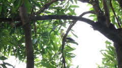 Ducula subflavescens