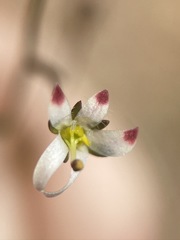 Nemacladus orientalis