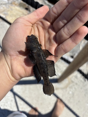 Gobius niger