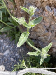 Cryptantha barbigera