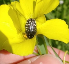 Oxythyrea