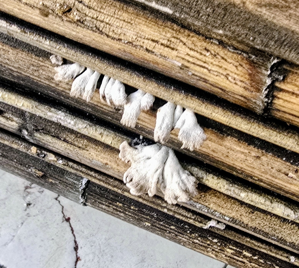 Schizophyllum commune · April 2026 · photo: © bean2131 (iNaturalist, cc-by)