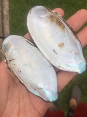 Sagittunio subrostratus