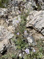 Gilia scopulorum