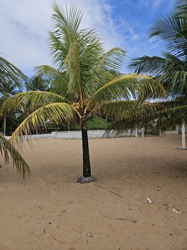 coconut palm