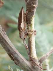 Rhytiphora decipiens