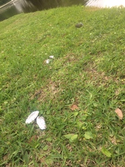 Sagittunio subrostratus