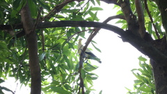 Ducula subflavescens