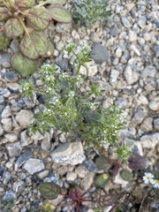 Cryptantha maritima