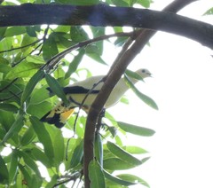 Ducula subflavescens