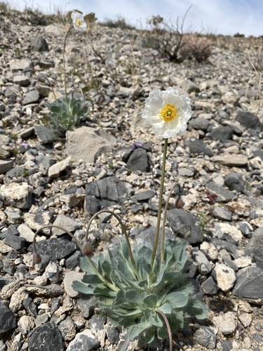 Image of White Bear Poppy (Arctomecon merriamii) by (c) Matt Berger, some rights reserved (CC BY)