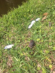 Sagittunio subrostratus