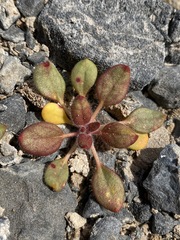 Eriogonum glandulosum