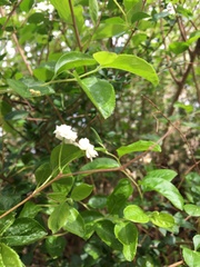 Spiraea prunifolia