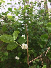 Spiraea prunifolia