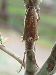 Rhytiphora decipiens