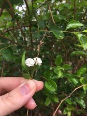 Spiraea prunifolia
