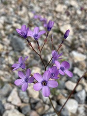 Gilia cana