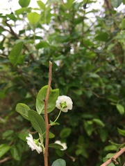 Spiraea prunifolia