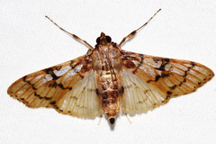 Azochis