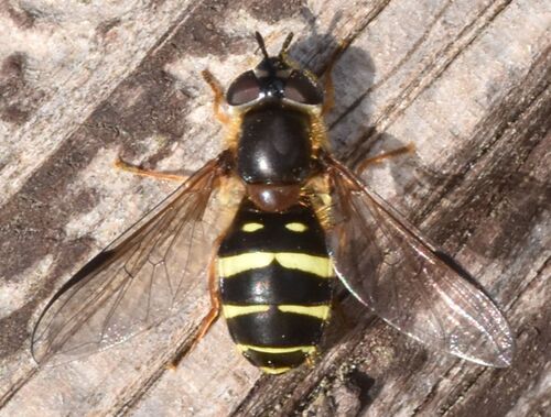 Yellow-girdled Brusheye