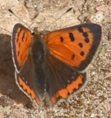 Small Copper