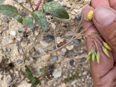 Chylismia claviformis lancifolia