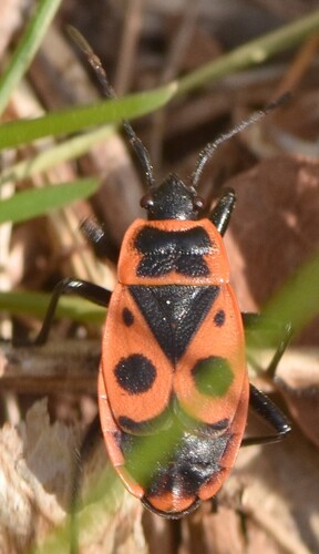 European Firebug