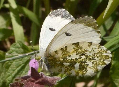 orange-tip