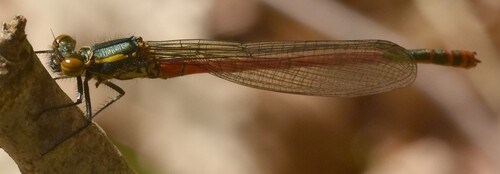 Large Red Damselfly