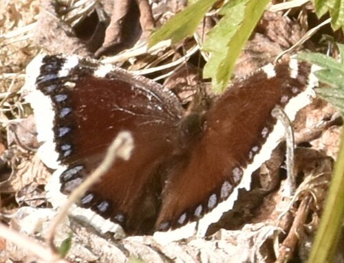 Mourning Cloak
