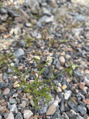 Cryptantha utahensis