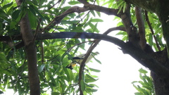 Ducula subflavescens