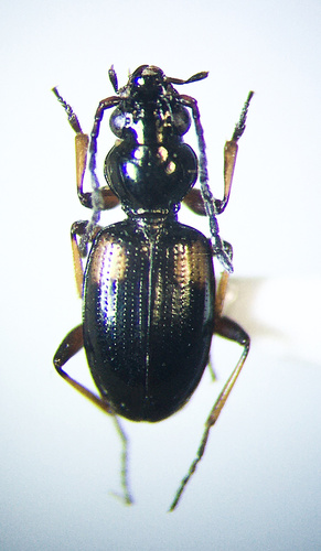Mutated Riverbank Ground Beetle