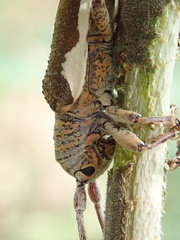 Rhytiphora decipiens