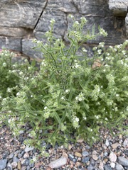 Johnstonella holoptera