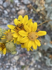 Bahiopsis reticulata