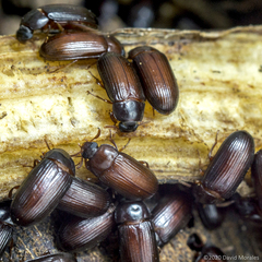 Ulomoides dermestoides
