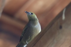 Thraupis palmarum