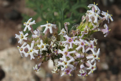 Junellia crithmifolia