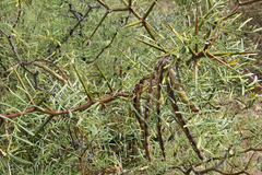 Prosopis alpataco