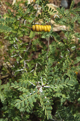 Prosopis strombulifera