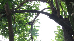 Ducula subflavescens